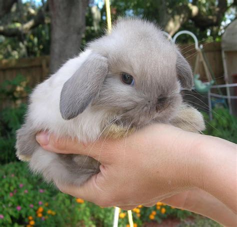 Please know there ARE rabbit breeders near you. . Bunny rabbits for sale near me